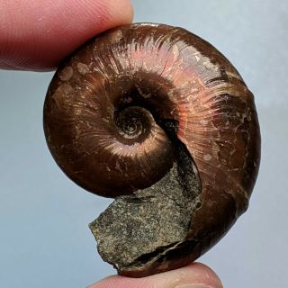 3,  8 cm (1,  5 in) Ammonite Beudanticeras cretaceous Russia ammonit fossil ammonit 2