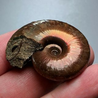 3,  8 cm (1,  5 in) Ammonite Beudanticeras cretaceous Russia ammonit fossil ammonit 3