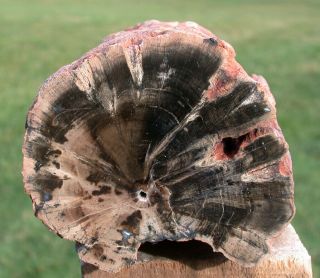 SiS: 3 lb.  PERFECT FENCE POST Petrified Wood Woodworthia Log - Zimbabwe 2