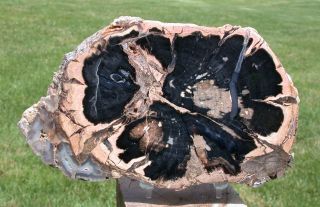 Sis: Extra - Thick & Eden Valley Wyoming Petrified Wood Round