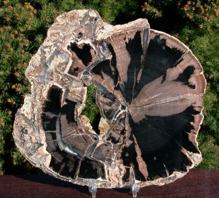 Sis: Giant Size 8 " Eden Valley Wyoming Petrified Wood Round - Perfect