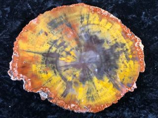 Petrified Wood Araucaria Conifer Holbrook,  Az Chinle Fm.  Triassic 8.  75”x7”