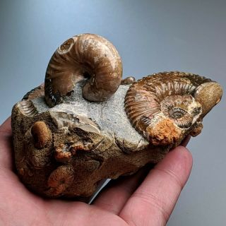 Ammonite cluster heteromorph Ptychoceras cretaceous aptian Russia 5