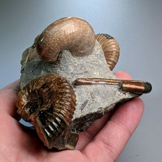 Ammonite cluster heteromorph Ptychoceras cretaceous aptian Russia 6