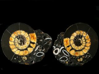 Russian Ammonite Speetoniceras (pair)