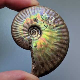 5,  4 Cm (2,  1 In) Ammonite Sublunuloceras Pyrite Jurassic Russia Fossil Ammonit