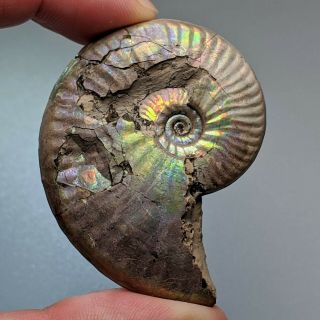 5,  4 cm (2,  1 in) Ammonite Sublunuloceras pyrite jurassic Russia fossil ammonit 2
