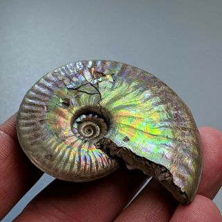 5,  4 cm (2,  1 in) Ammonite Sublunuloceras pyrite jurassic Russia fossil ammonit 3