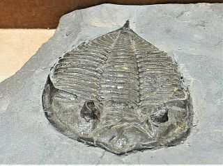 Trilobite Dalmanites Limulurus Rochester Shale Orleans Co.  Ny 2 5/8 Inches Long
