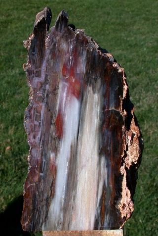Sis: Glorious 3,  Lb.  Hubbard Basin Petrified Wood Log Standing Sculpture