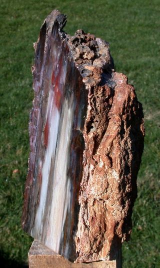SiS: GLORIOUS 3,  lb.  Hubbard Basin Petrified Wood Log Standing Sculpture 2