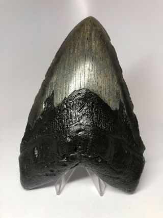 Monster 6.  19” Megalodon Shark Tooth Fossil Rare Big 2687