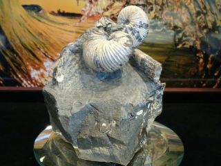 Scaphite,  Jeletzkytes Nodosus,  Pierre Shale Fm,  Elk Creek,  S.  D.  - Fossil Ammonite