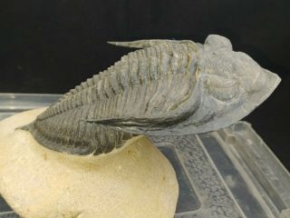 Fossil Trilobite Zlichovaspis From Devonian Morocco 5.  11 In