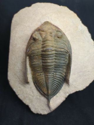 Fossil Trilobite Odontochile From Devonian Morocco