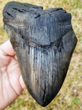 Giant 6.  38 " Megalodon Tooth.  Absolutely No Restoration