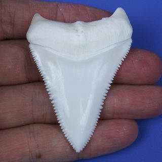 2.  433  Huge Natural Principle Great White Shark Tooth Teeth Gt80 Sharks Toys