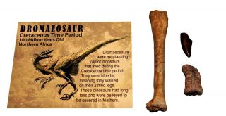 Dromaeosaur Raptor Dinosaur Tooth,  Vertebra,  & Fossil Bone 14877 6o