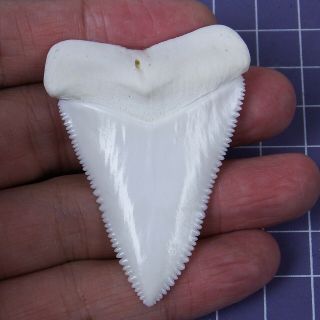 2.  338  Huge Modern Upper Great White Shark Tooth Megalodon Movie Fan Ht34