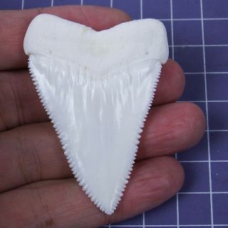 2.  338  Huge Modern Upper Great White Shark Tooth Megalodon Movie Fan HT34 2
