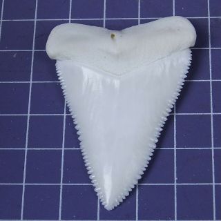 2.  338  Huge Modern Upper Great White Shark Tooth Megalodon Movie Fan HT34 3