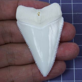 2.  283  Modern Principle Great White Shark Tooth Megalodon Teeth For Necklace