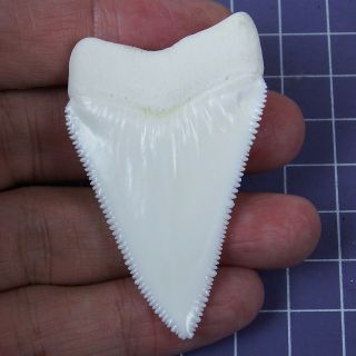 2.  283  Modern Principle Great White Shark Tooth Megalodon Teeth for Necklace 2