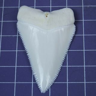 2.  283  Modern Principle Great White Shark Tooth Megalodon Teeth for Necklace 3