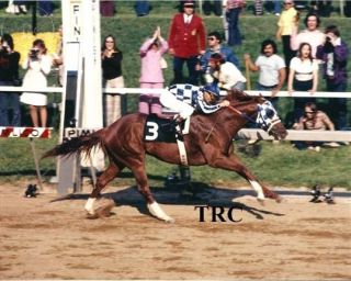 Secretariat & Ron Turcotte - 8x10 1973 Preakness Stakes Photo At Finish