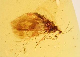Extinct Neuroptera.  Burmite Natural Myanmar Insect Amber Fossil