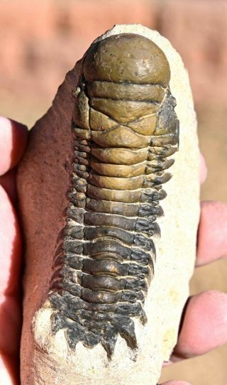 Trilobite Fossil,  Crotalocephalus Gibbus From Morocco 1