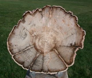 Sis: Ultra - Rare Burmese 5 " Petrified Wood Round From Myanmar - Perfect Mahogany