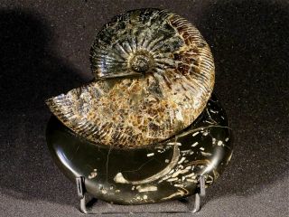 Ammonite From Russia Simbirskites