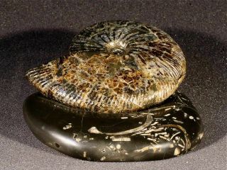 Ammonite from Russia Simbirskites 2