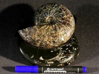 Ammonite from Russia Simbirskites 3