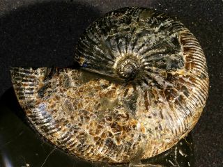 Ammonite from Russia Simbirskites 4