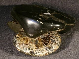 Ammonite from Russia Simbirskites 5