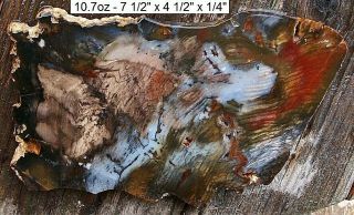 Hubbard Basin Nevada Colors Agatized Petrified Wood Slab - Gorgeous