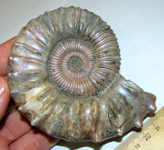 Ammonite Peltoceras,  Big Rare Sample.  Russia,  4.  1 Inches.