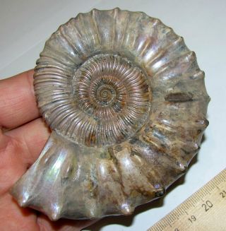 Ammonite Peltoceras,  big rare sample.  Russia,  4.  1 inches. 2