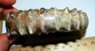 Ammonite Peltoceras,  big rare sample.  Russia,  4.  1 inches. 4
