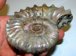 Ammonite Peltoceras,  big rare sample.  Russia,  4.  1 inches. 5