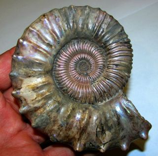 Ammonite Peltoceras,  big rare sample.  Russia,  4.  1 inches. 6