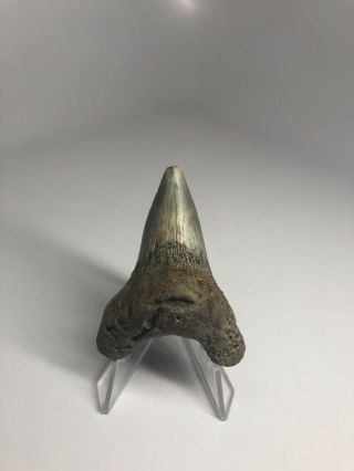 2.  39” Benedini Fossil Shark Tooth Rare Natural 1834