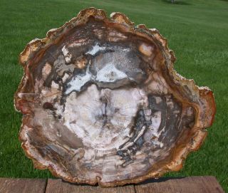 Sis: Exquisitely Preserved 12 " Madagascar Petrified Wood Round - Slab