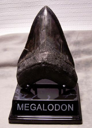 Megalodon Shark Tooth 4 7/8 " Shark Teeth Fossil Pitch Black Real W/display Big