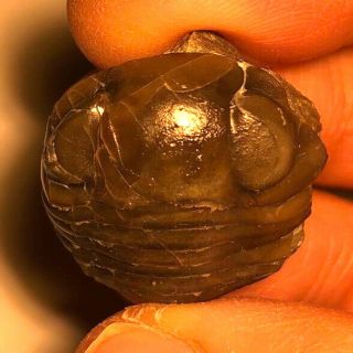 Nileus Armadillo Trilobite From Sweden,  Complete,  Half - Enrolled,  No Restoration