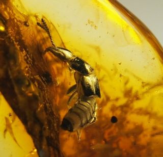 Very Rare Insect Inclusion In Baltic Amber Stone 3.  3 G.