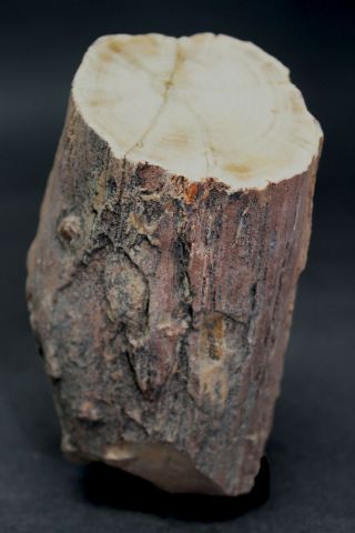 Araucaria Mirabilis Petrified Wood From Patagonia,  Argentina 22aa