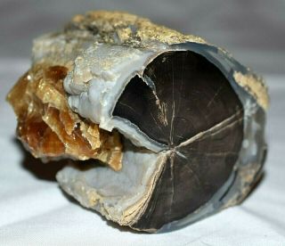Polished Petrified Agatized Wood Limb Casting W Calcite Wyoming,  America
